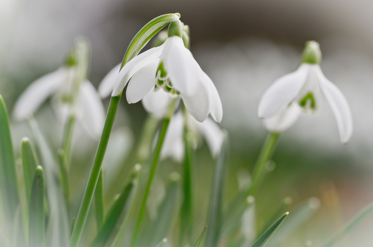 Zum Frühling Blümchen