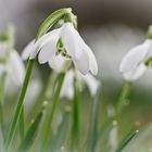 Zum Frühling Blümchen