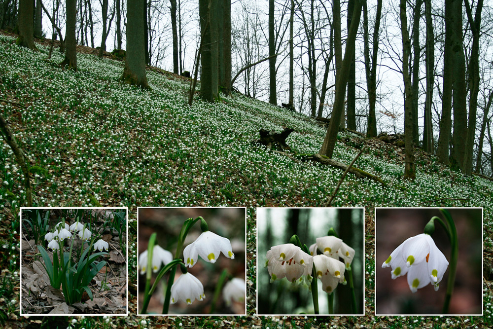 Zum Frühlingsanfang 1