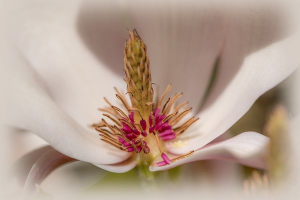 - zum Frühlingsanfang 2025 -