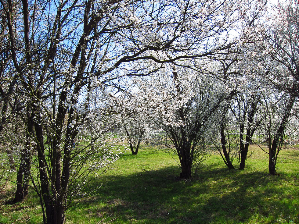 Zum Frühlingsanfang