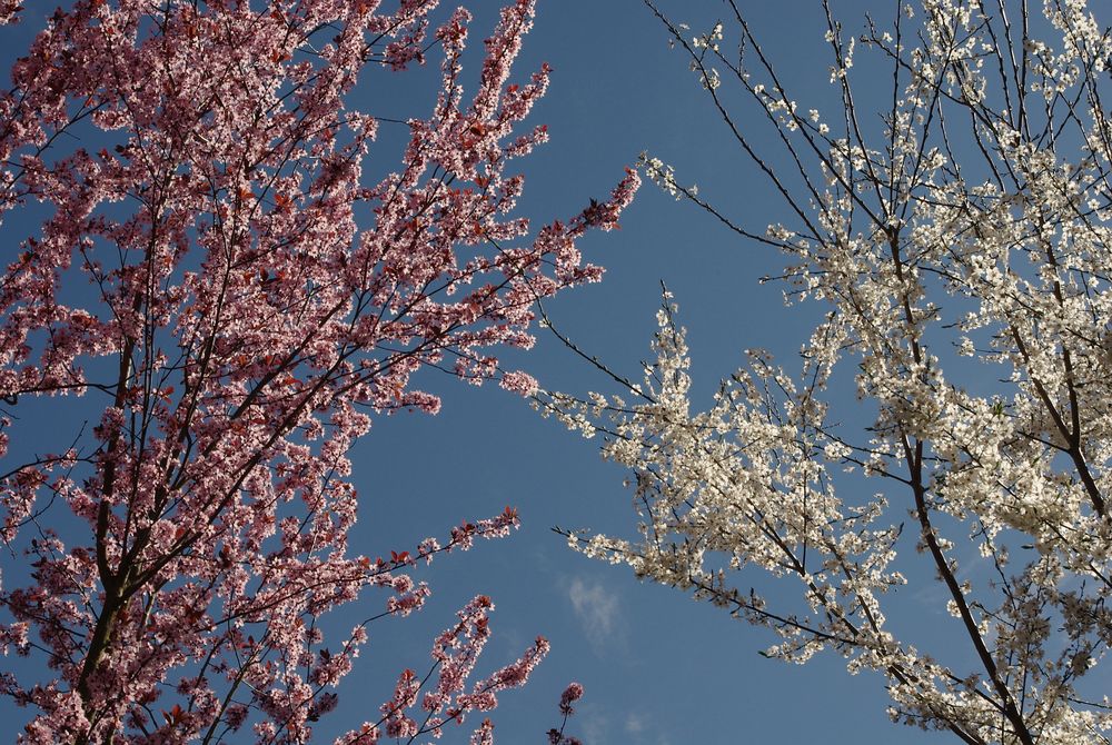 Zum Frühlingsanfang