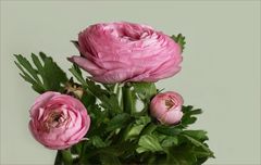 Zum Frühlingsanfang am 20.03.25 - Rose des Frühlings...