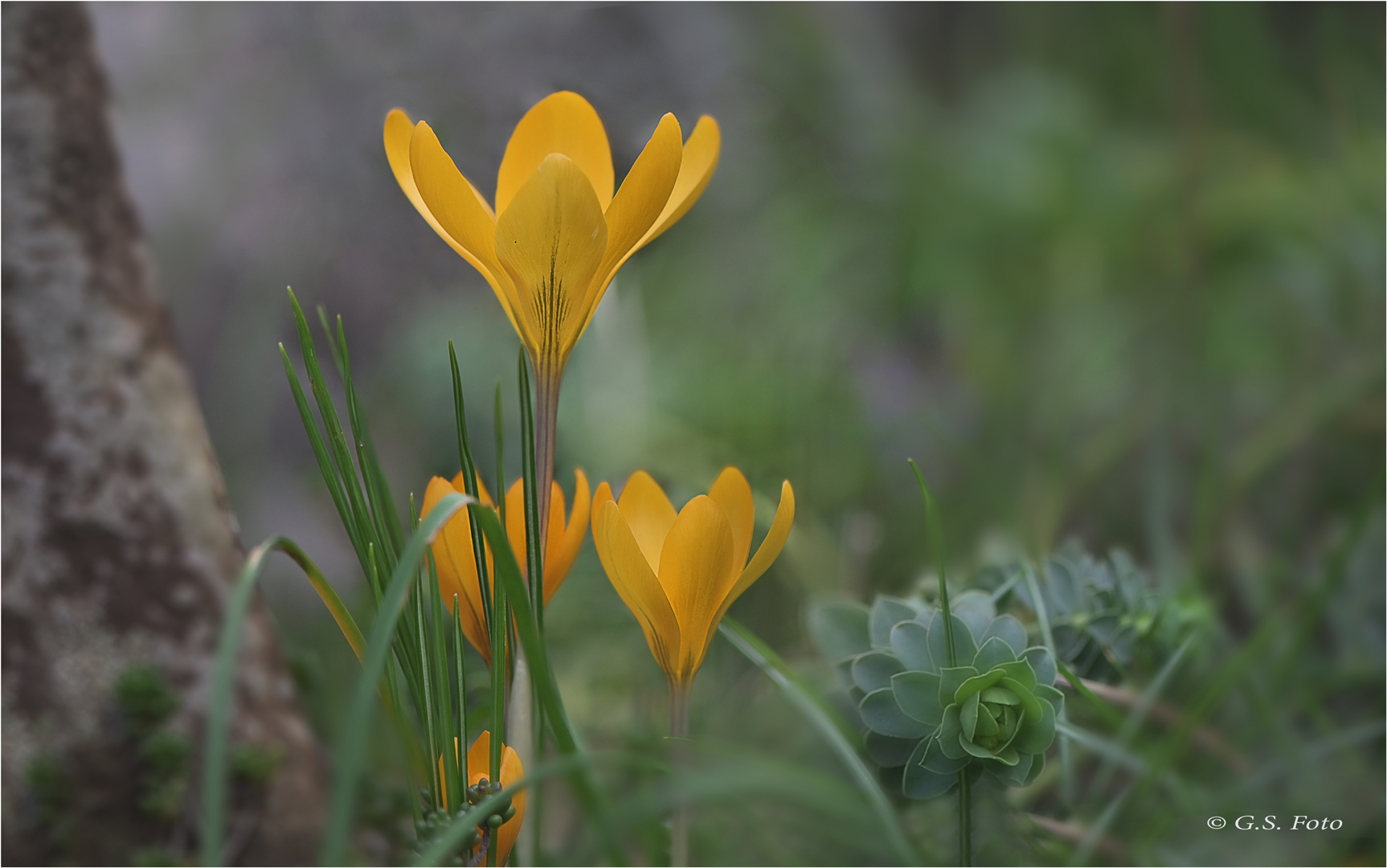 Zum Frühlingsanfang.......