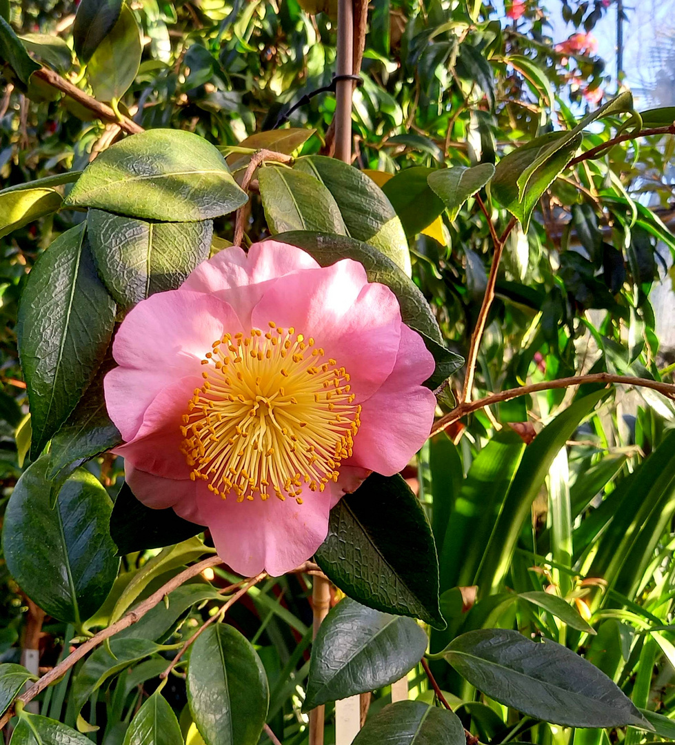 zum Frühlingsanfang