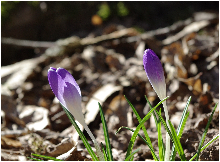 Zum Frühlingsanfang