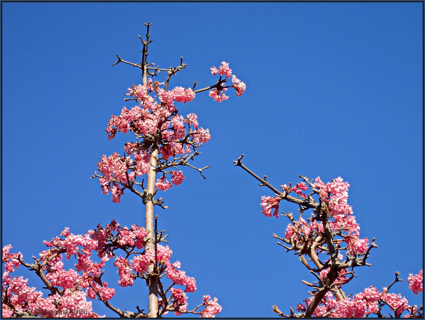 Zum Frühlingsanfang ein Bild von heute Vormittag...