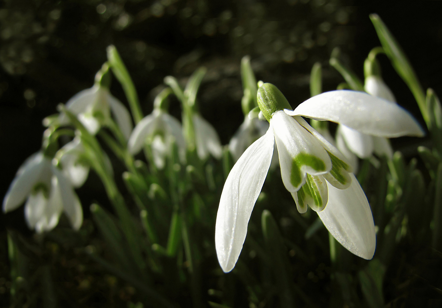 Zum Frühlingsanfang