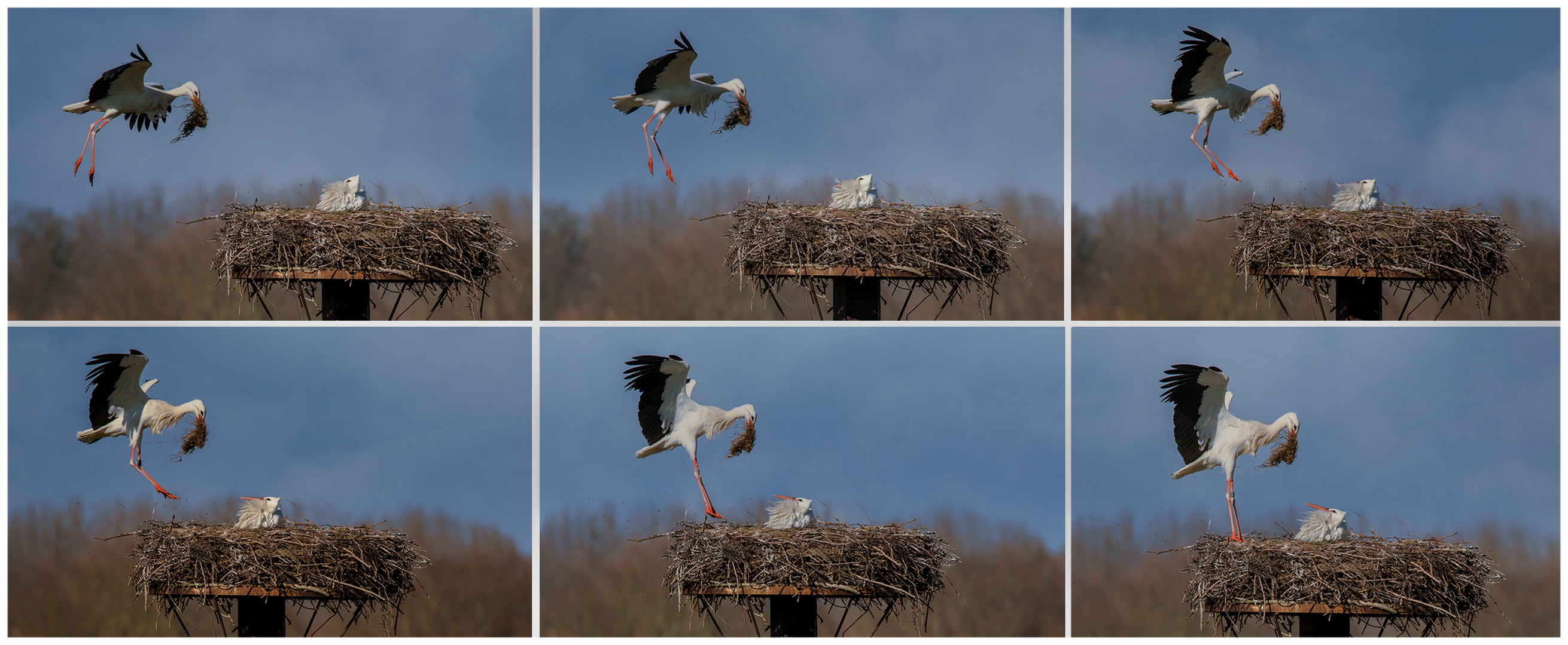 Zum Frühlingsanfang.Vom Anflug bis zur Landung