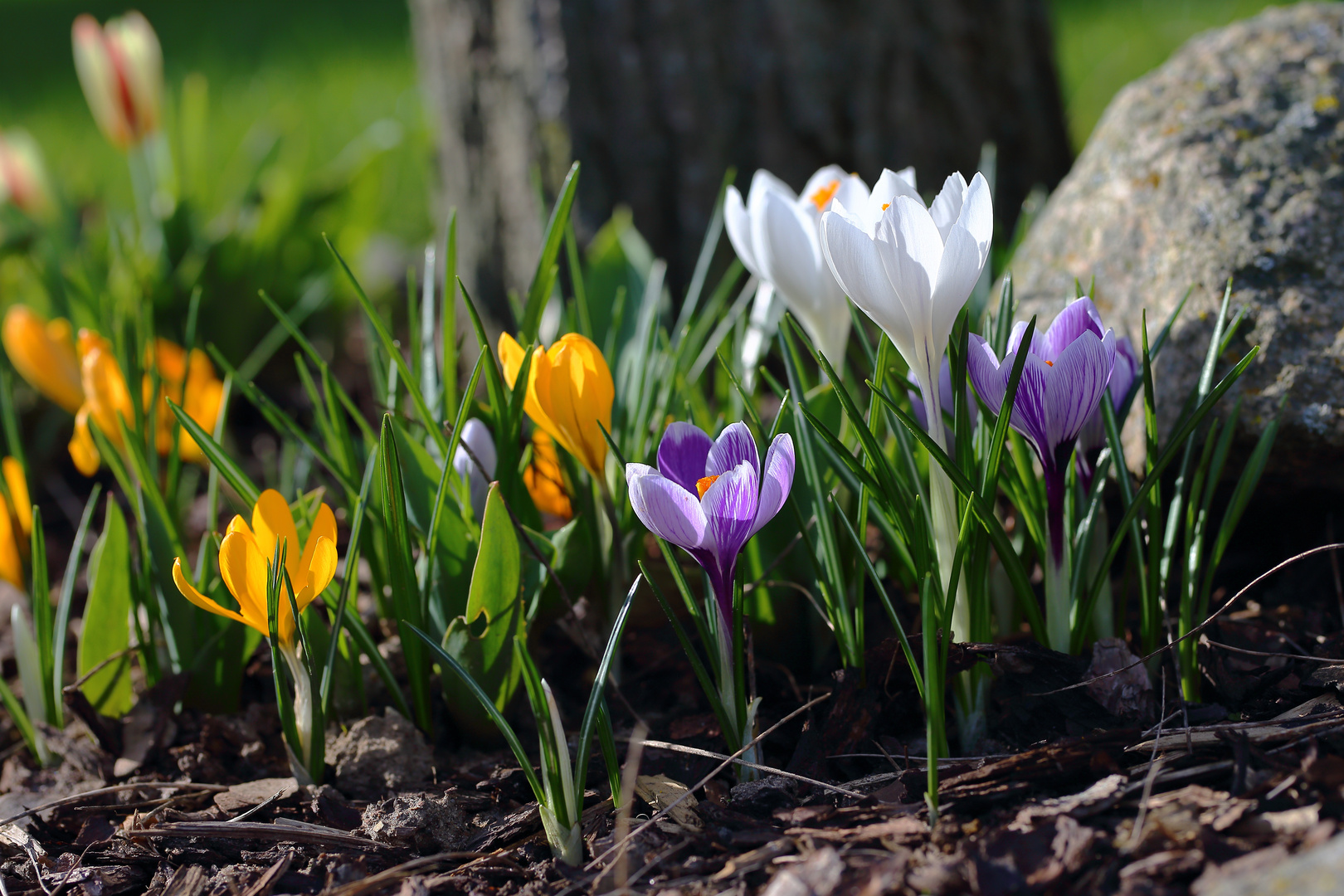 Zum Frühlingsbeginn...