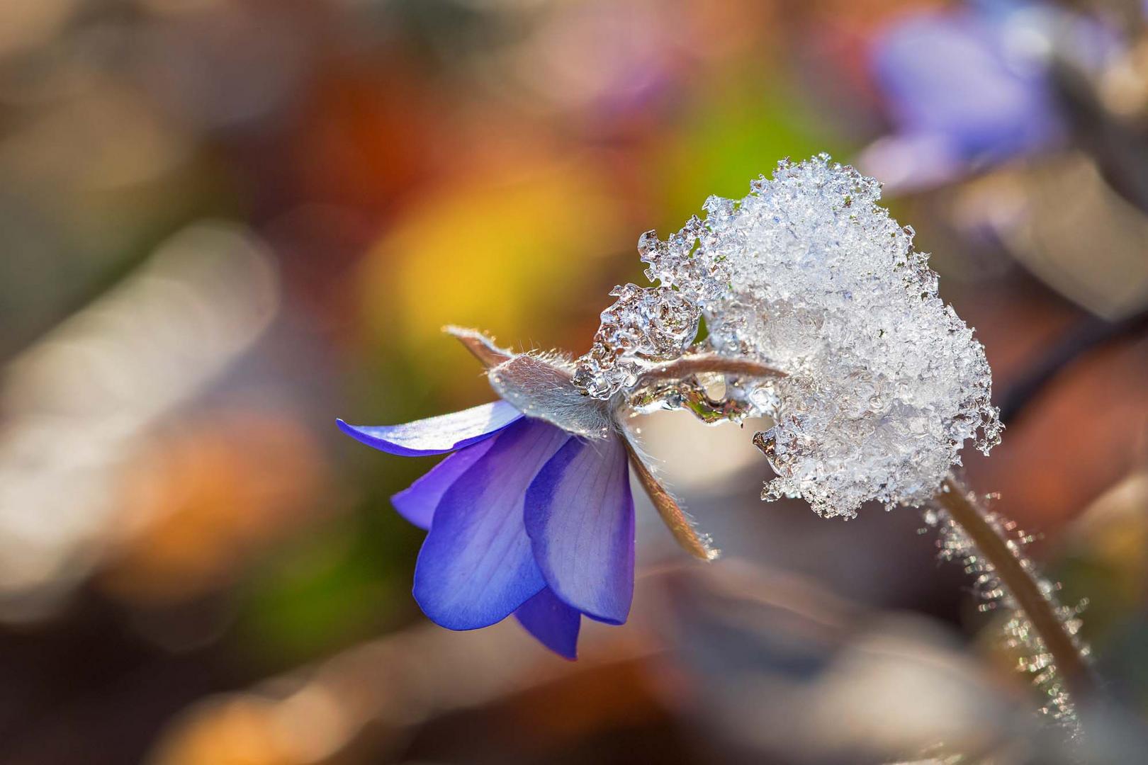 zum Frühlingsbeginn Foto & Bild jahreszeiten, frühling, makro Bilder