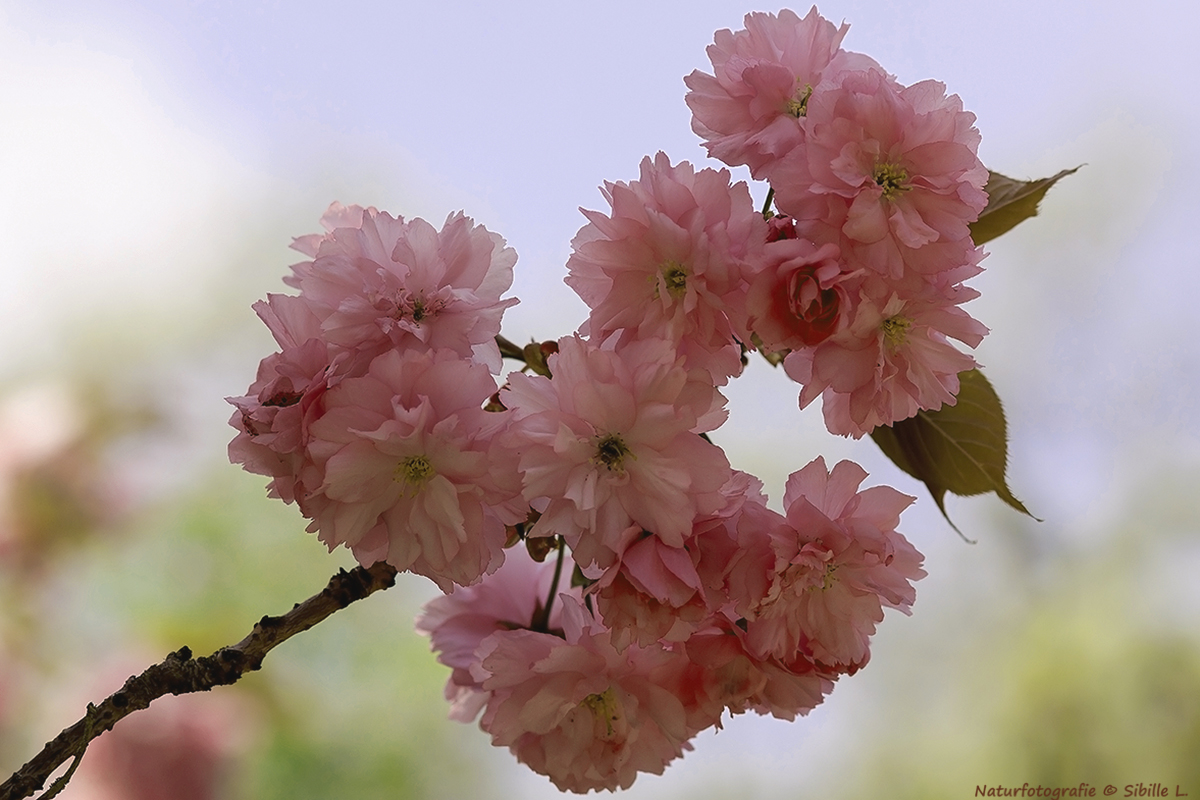 Zum Frühlingsbeginn 