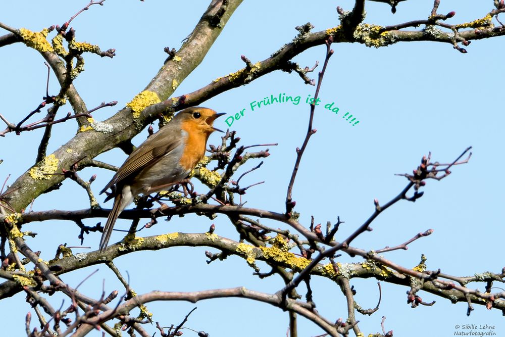 Zum Frühlingsbeginn melde ich mich wieder zurück