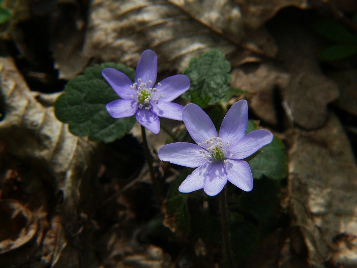 Zum Frühlingsbeginn zwei Leberblümchen