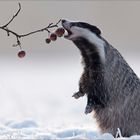 Zum Frühstück ein Apfel....