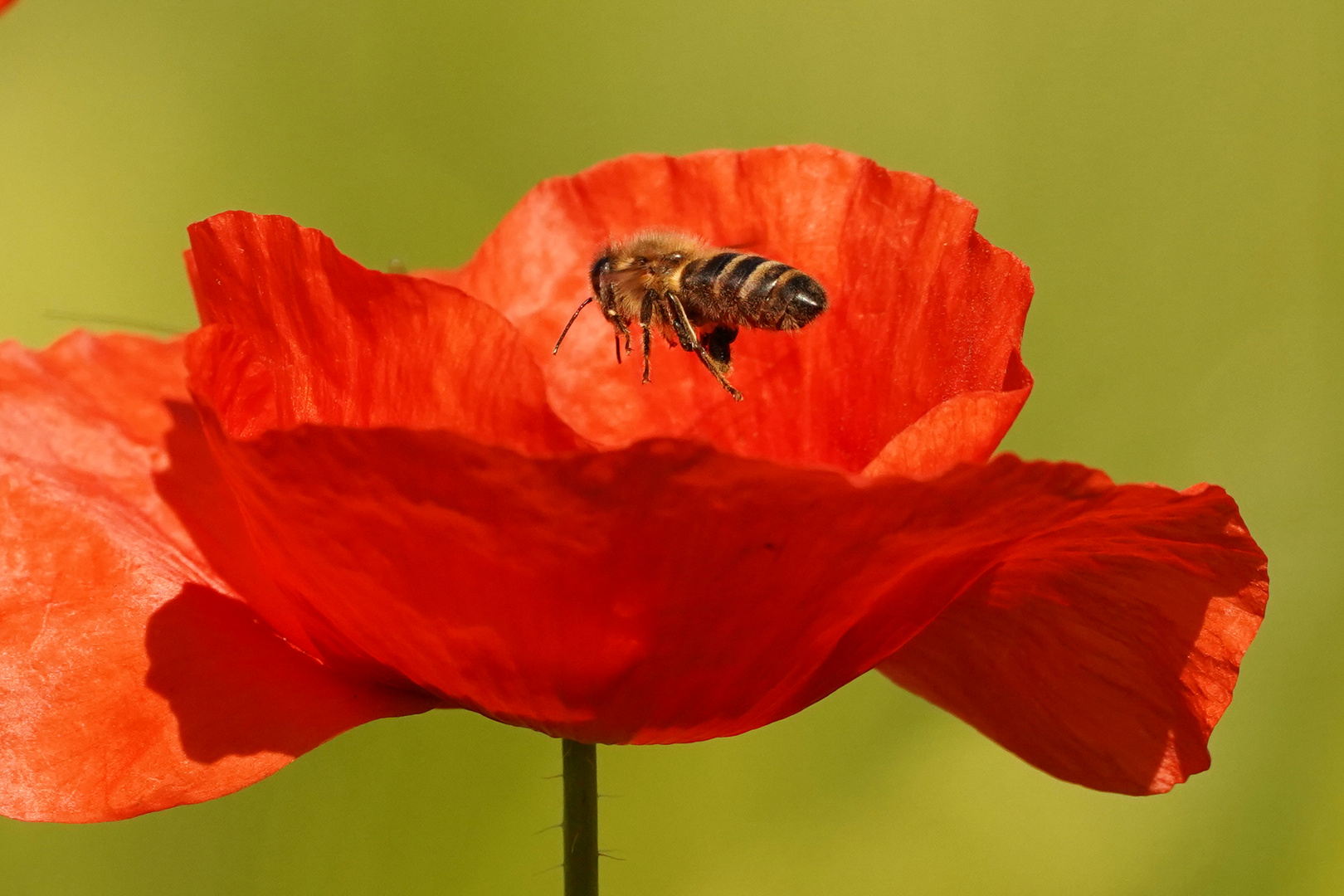 Zum Frühstück Mohn....