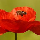 Zum Frühstück Mohn....