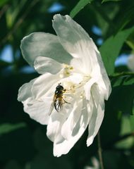 Zum Frühstück......Jasmin