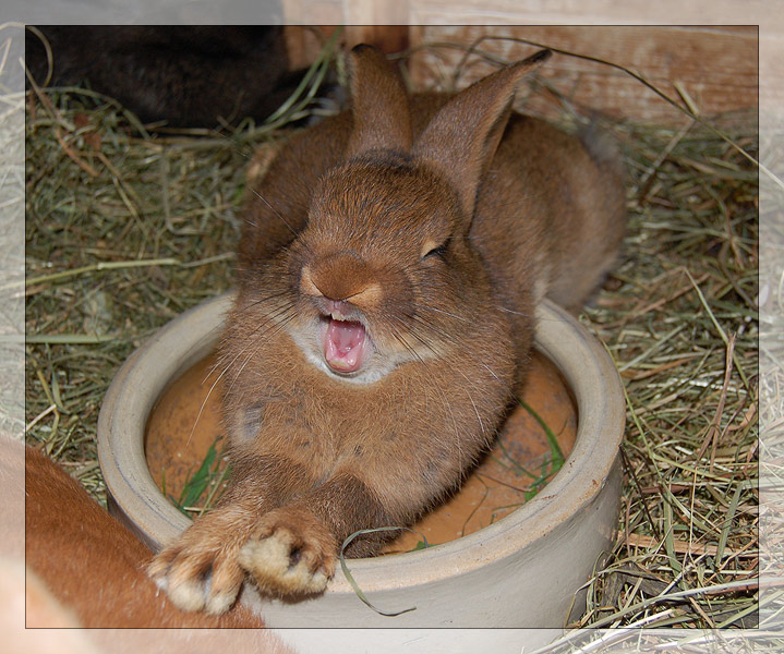 Zum Gahnen Foto Bild Tiere Haustiere Nagetiere Kaninchen Bilder Auf Fotocommunity