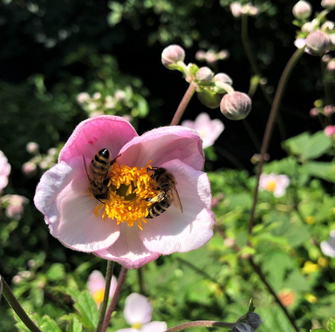 Zum Gasthof "Weinblättrige Anemone" 