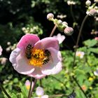 Zum Gasthof "Weinblättrige Anemone" 