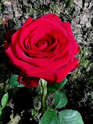 ..... * Zum Geburtstag..... *