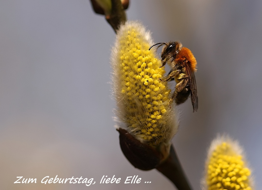 Zum Geburtstag, liebe Elle ...