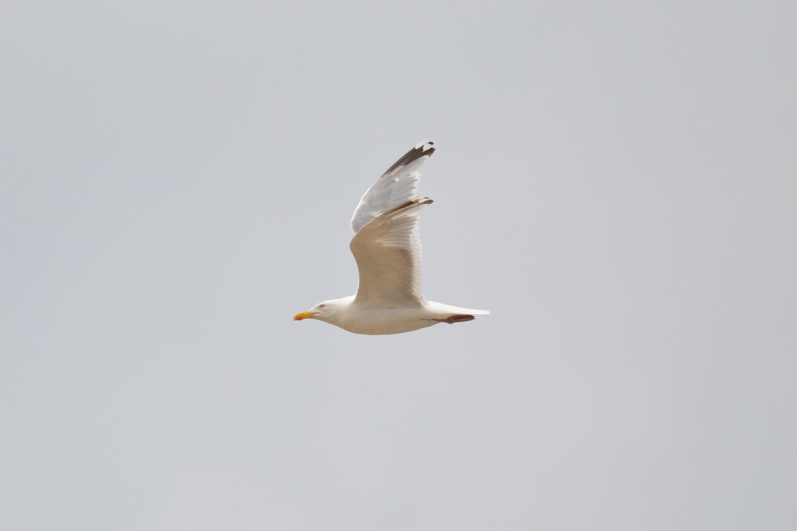 Zum Glück habe ich mir vorhin noch die Krallen geschnitten, jetzt habe ich eine bessere Aerodynamic