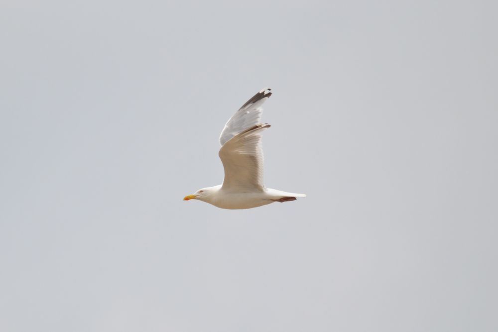 Zum Glück habe ich mir vorhin noch die Krallen geschnitten, jetzt habe ich eine bessere Aerodynamic