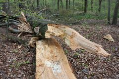 zum Glück hat es nur den Baum erwischt