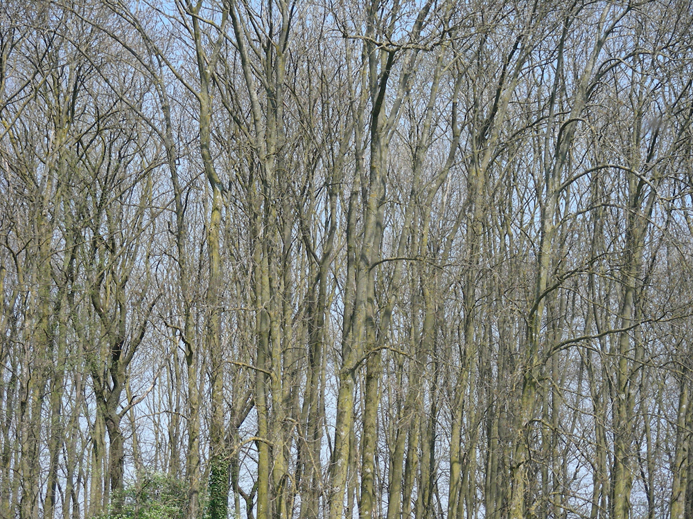 zum Glück ist bald Frühling