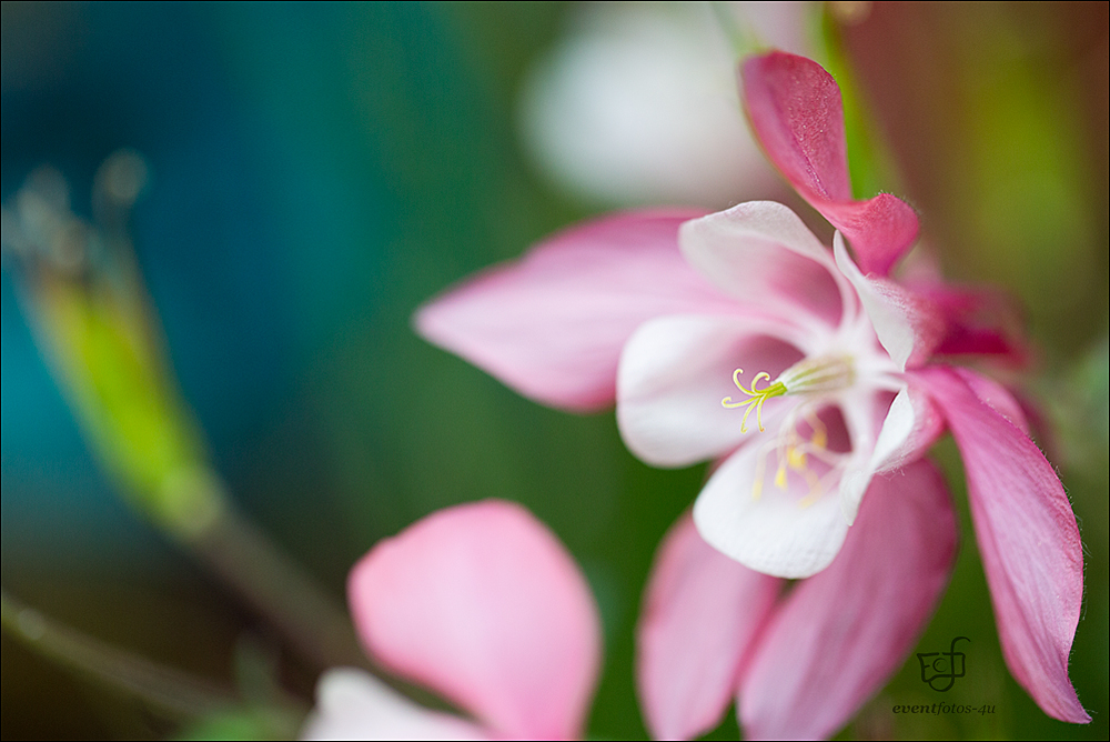 Zum Glück ist der Garten nicht nur zum Rasenmähen da........