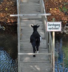 ... zum Glück kann ich nicht lesen.