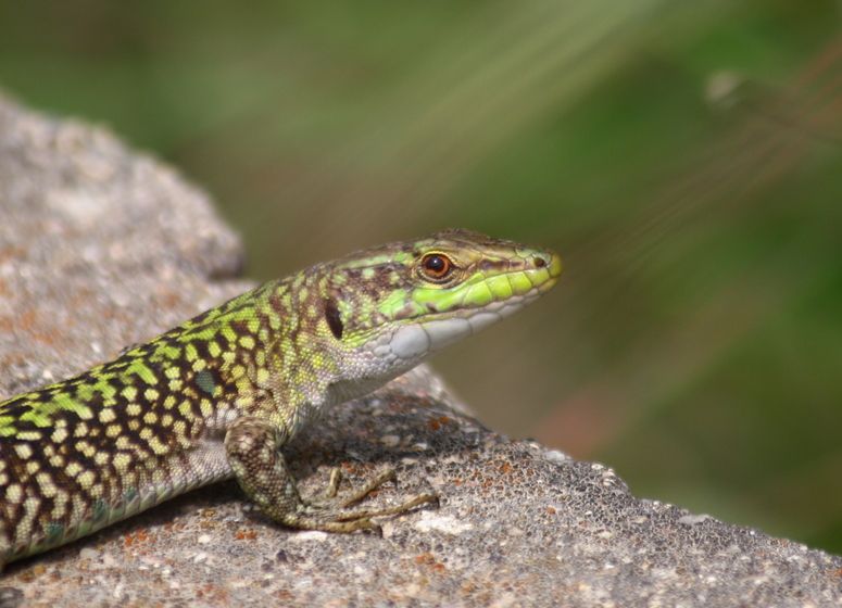 Zum Glück kein Krokodil.....nur ne Tyrrhenische Mauereidechse