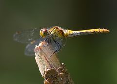 zum glück nicht die klum...!!!