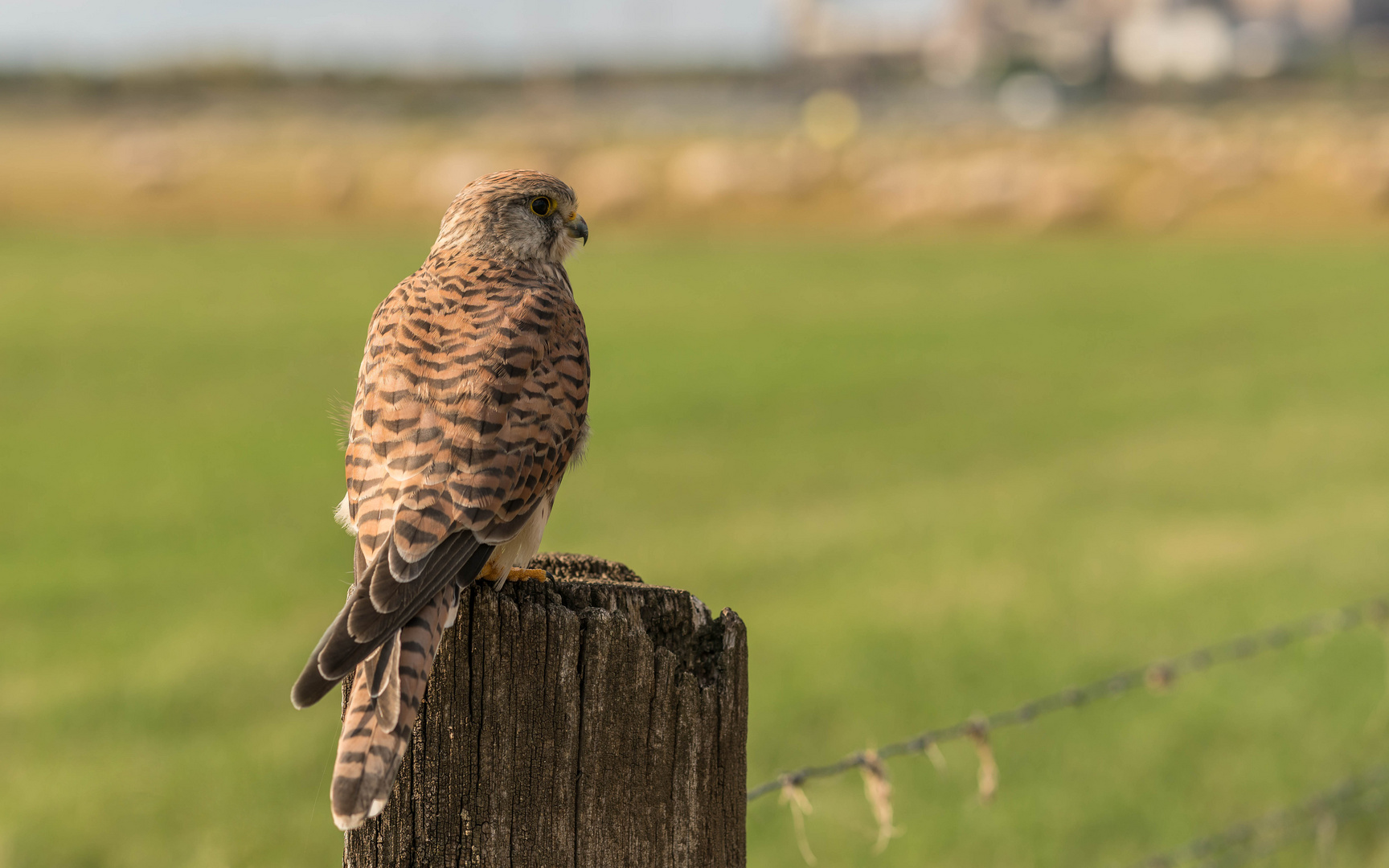 zum greifen nah Foto & Bild | tiere, wildlife, wild lebende vögel ...
