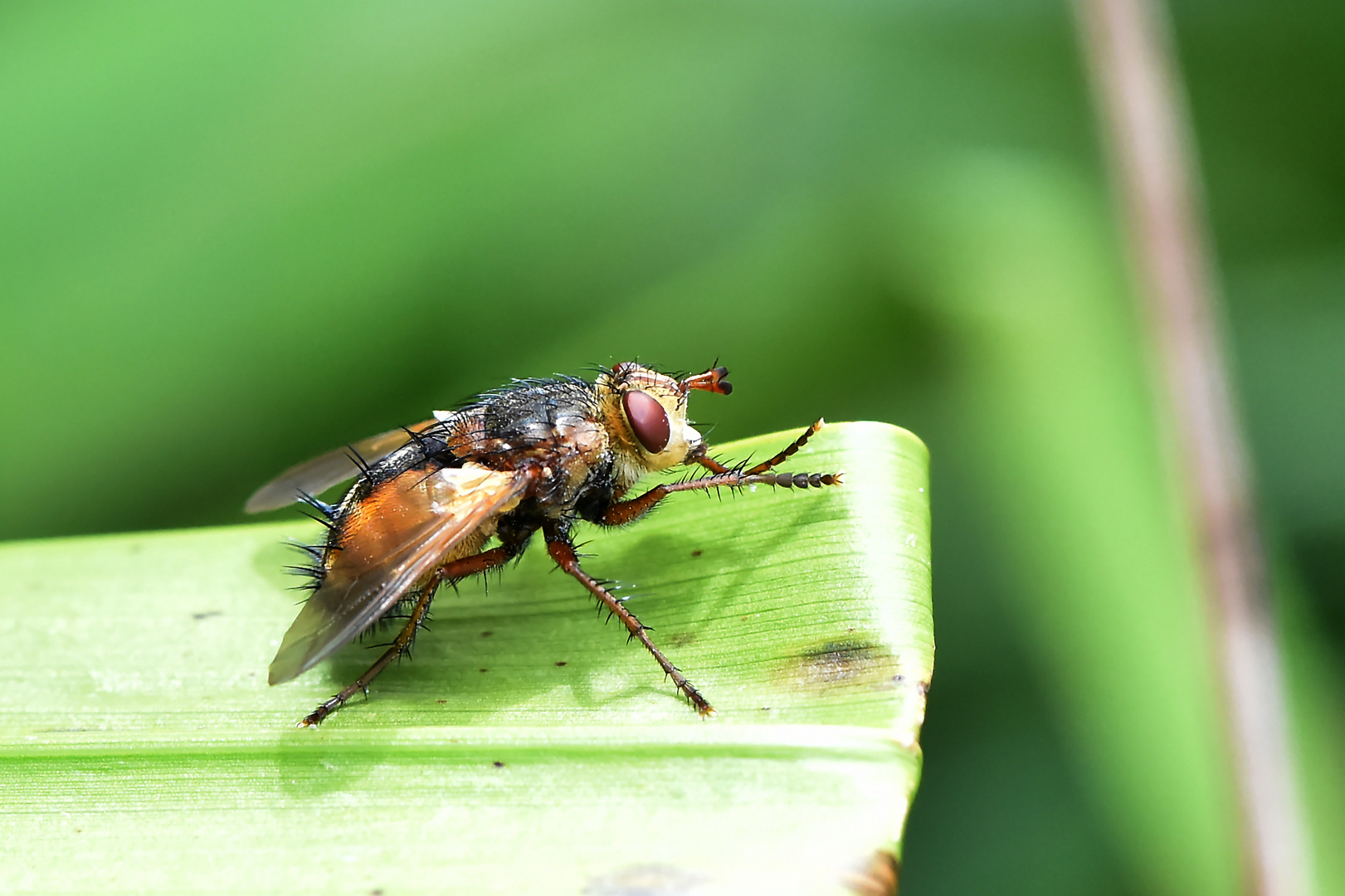 Zum Hände reiben Foto & Bild natur, fliege, insekten Bilder auf