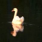 Zum Halloween einen Schwan aus dem Schlossteich von Wiesenburg ...