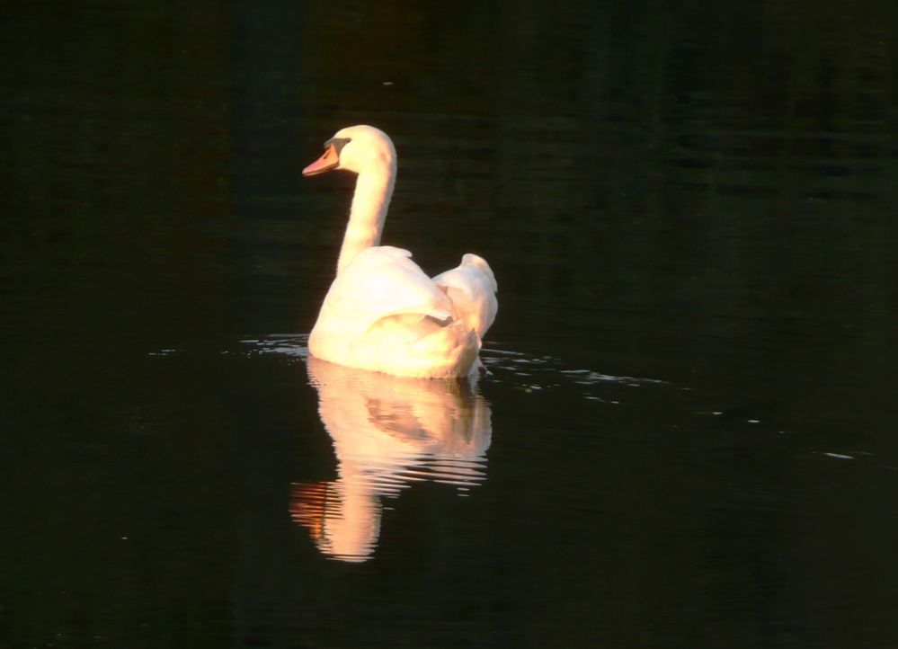 Zum Halloween einen Schwan aus dem Schlossteich von Wiesenburg ...