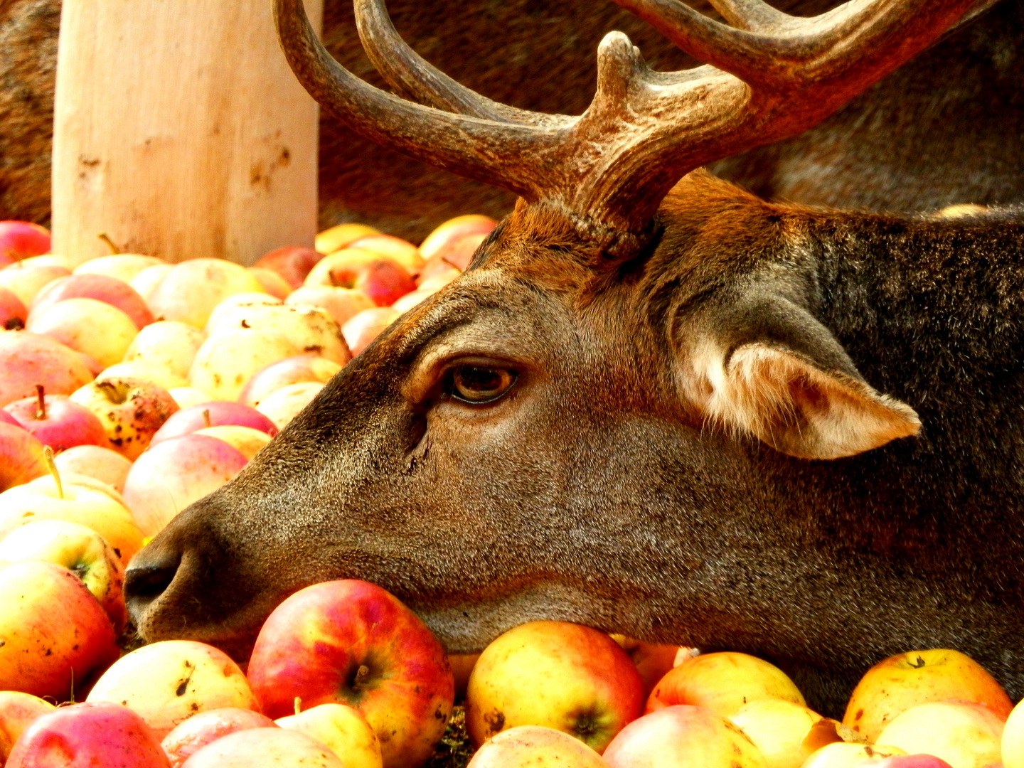 Zum Herbst ein Apfelbad