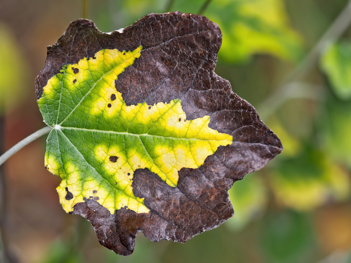 Zum Herbstanfang! - C'est l'automne qui commence..!