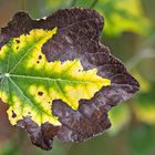 Zum Herbstanfang! - C'est l'automne qui commence..!