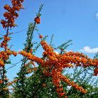 Zum Herbstanfang ein wundervolles Farbspiel aus Orange, Grün und Blau