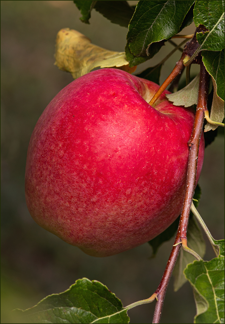 Zum Herbstbeginn - ein Apfel....