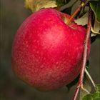 Zum Herbstbeginn - ein Apfel....