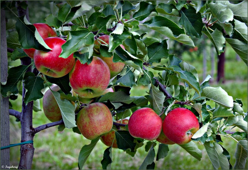 Zum Herbstbeginn eine "Apfelkantate"