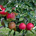 Zum Herbstbeginn eine "Apfelkantate"