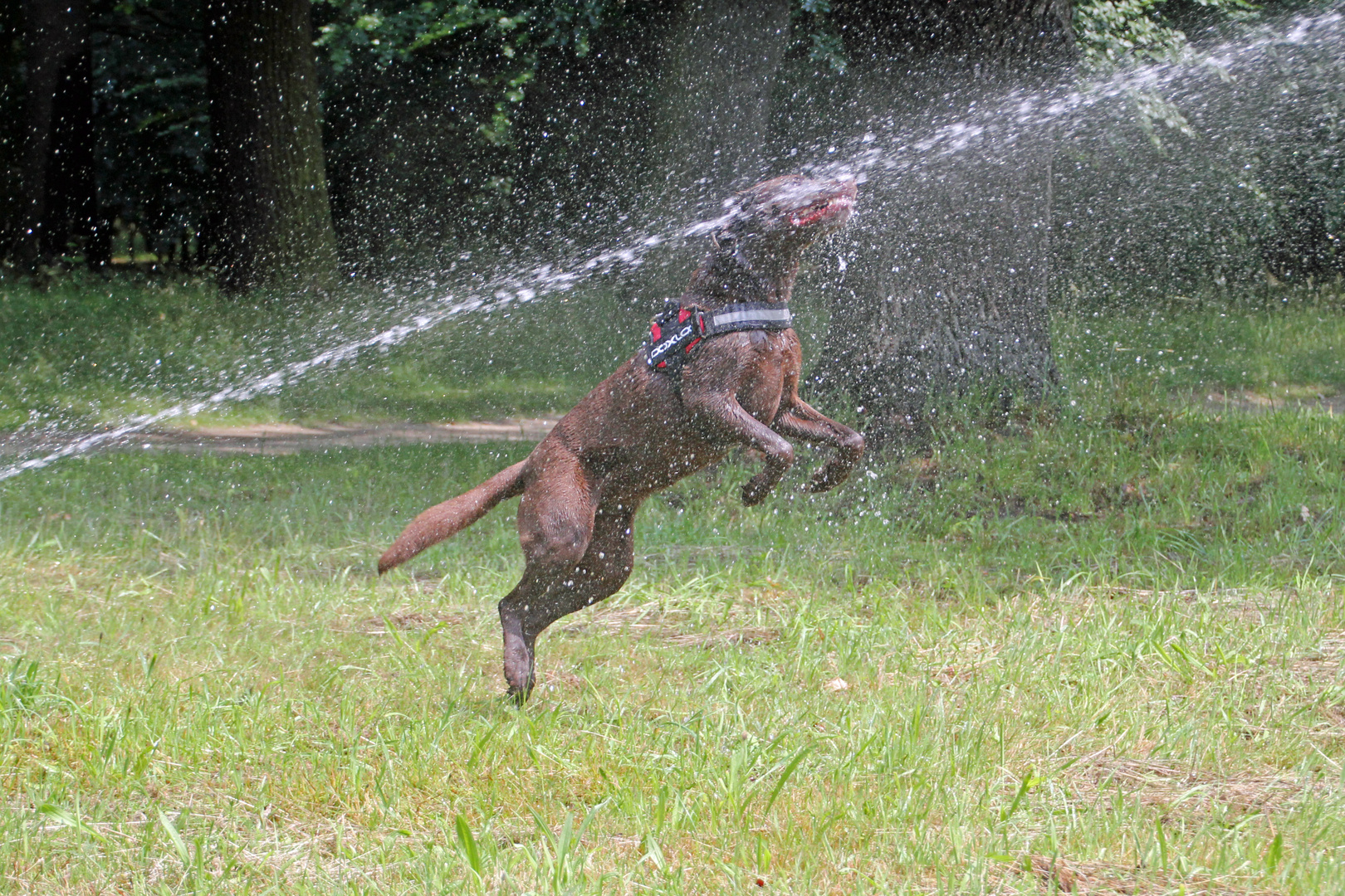 Zum heutigen Aktionstag "Kollege Hund" / 2