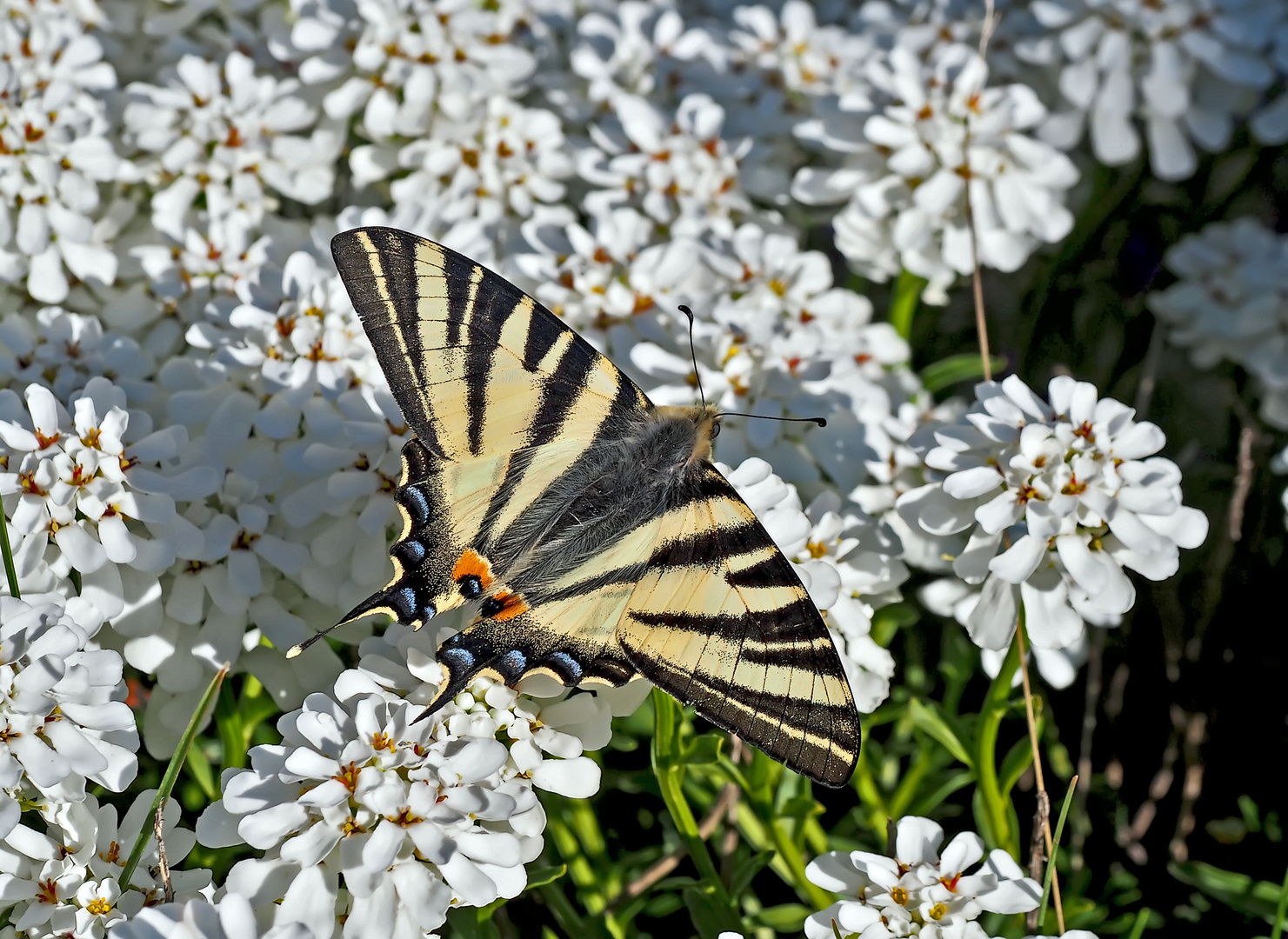 Zum heutigen Klimatag:  Segelfalter (Iphiclides podalirius)  - Le Flambé qui se fait rare!