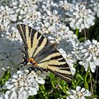 Zum heutigen Klimatag:  Segelfalter (Iphiclides podalirius)  - Le Flambé qui se fait rare!